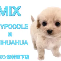 【 MIX 】トイプードルとチワワのMIX犬！童顔フェイスのチワプーの男の子