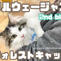 【 ノルウェージャン 】生後4ヶ月の魅力と、最新の情報をお届けする2ndブログ！