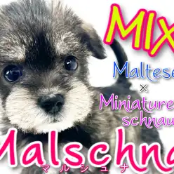 【 MIX 】純白の天使とおひげわんこ！マルシュナとは私のことです！！