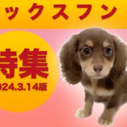 【 ダックスフント特集 】3/14現在在店中の胴長短足ダックスちゃんをご紹介！