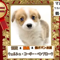 【 ウェルシュコーギーペンブローク 】顔もお尻も足もプレミアム級に可愛いわんこ