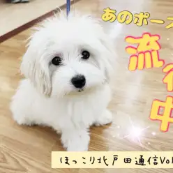 【 ほっこり北戸田通信Vol.10 】なんとあのポーズが流行中！