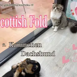 【 スコティッシュフォールド 】生後6ヶ月スコちゃんのワン友作り