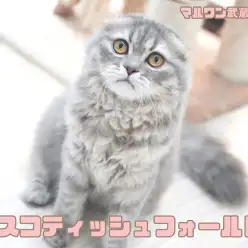 【 スコティッシュフォールド 】生後6ヶ月の垂れ耳が愛らしいおっとりにゃんこ！