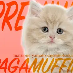 【 ラガマフィン 】プロが認めるルックスはプレミアム認定！コミカルな性格にも注目