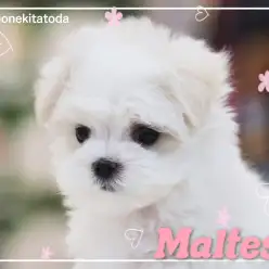 【 マルチーズ 】可愛さ百点満点！マスコットボディのリトルプリンセス！