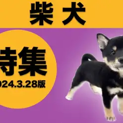 【 柴犬特集 】3/28現在在店中の和犬代表犬種をご紹介！最新動画付き！