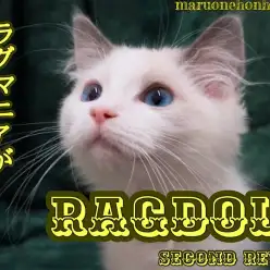 【 ラグドール 】僕大人びてきたかニャ？！4ヶ月を迎えた真白きボーイ！！