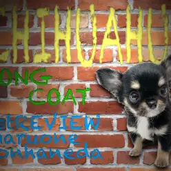 【 チワワ 】トキメキ注意報発令!過去最高のルックスと呼び声高き女の子登場!