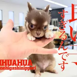 【 チワワ 】容姿端麗!天使の使い?性格良しのトリプルプレー!