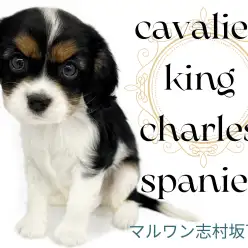 【 キャバリア 】気品あふれるおっとりマイペースなトライカラーの女の子！