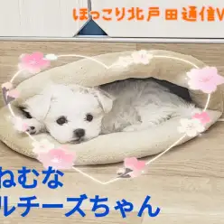 【 ほっこり北戸田通信Vol.8 】おねむなマルチーズちゃん