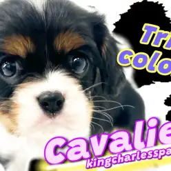 【 キャバリアキングチャールズスパニエル 】可憐な正統派美少女はトライカラー！