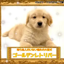 【 ゴールデンレトリーバー 】いつか飼いたい夢の大型犬ゴルちゃん