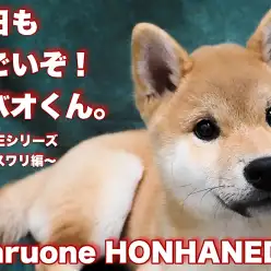 【 柴犬 】今日もすごいぞシバオくん！おすわり編