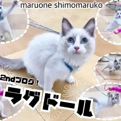 【 ラグドール 】運動神経は抜群…？遊びながら交流の幅を広げて日々勉強中！