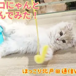 【 ほっこり北戸田通信Vol.9 】スコにゃんと遊んでみた！