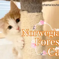 【 ノルウェージャンフォレストキャット 】生後83日！心も体もビックに成長中！
