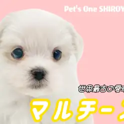【 マルチーズ 】この可愛さプレミアム級！小さめサイズの甘えんボーイが登場！
