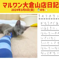 【 ロシアンブルー成長ログ 】小さいながらに立派なハンターはエビちゃんがお好き！