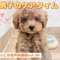【 ほっこり北戸田通信Vol.20 】美男子トイプーのケアタイム!