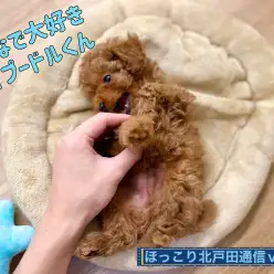 【 ほっこり北戸田通信Vol.16 】トイプードルくんとの癒しタイム