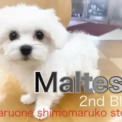 【 マルチーズ 】人慣れ、手入れ慣れ花丸級！愛嬌いっぱいの2ndブログ！
