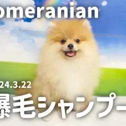 【ポメラニアン成長ログ】爆毛シャンプーに挑戦！半端ない達成感！！！