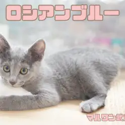 【 ロシアンブルー 】ロシアンスマイルが可愛い抜け毛少なめの気品溢れる美猫！