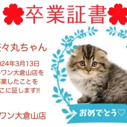 【 卒業証書 】茶々丸ちゃん卒業おめでとう!!スタッフママより愛を込めて!