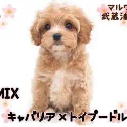 【 キャバリアMIX 】アプリコットカラーのオンリーワンなキャバプーが埼玉に登場