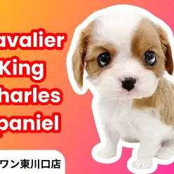 【 キャバリア 】ビギナー必見！ほぼ全ての方にお勧め可能なブレンハイムの男の子