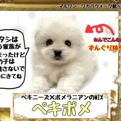 【 MIX 】次は見逃さないで！大人気ペキニーズ系ミックスちゃん