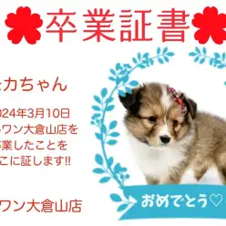 【 卒業証書 】モカちゃん卒業おめでとう！！スタッフママより愛を込めて！