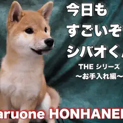 【 柴犬 】今日もすごいぞシバオくん！お手入れ編