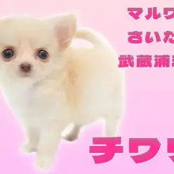 【 チワワ 】生後65日で460g！クリームカラーの手乗りチワワが埼玉に登場！