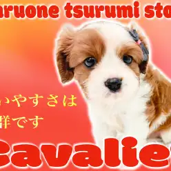 【 キャバリア 】飼いやすさ抜群で人気のブレンハイムカラーの男の子!!