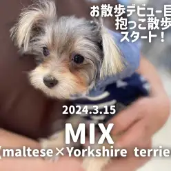 【 マルキーの成長ログ 】お散歩デビュー目前！抱っこ散歩で外に慣れよう！