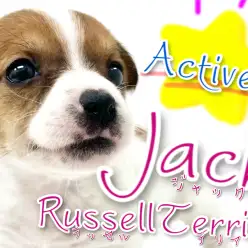 【 ジャックラッセルテリア 】アクティブわんこ代表！共にアウトドアへ出かけよう！