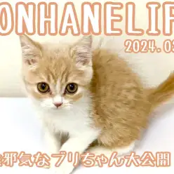 【 ブリティッシュ成長ログ 】無邪気に遊ぶブリちゃんを大公開！