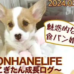 【 コーギー成長ログ 】食パンカラーが魅力的！私の色合い見て見て！
