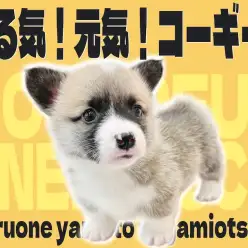 【 コーギー 】太陽の様に明るく陽気な性格！シルエットすらも可愛いパートナー犬！