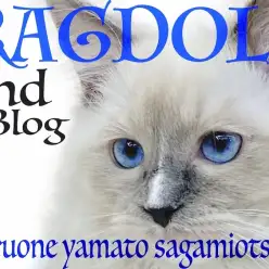 【 ラグドール 】美形!そして癒し系の青い瞳を持つぬいぐるみ猫の2nd記事!
