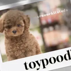 【 トイプードル 】愛らしさMax!ビビットなレッドカラーに包まれた美男子