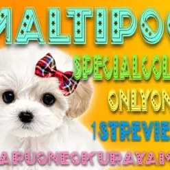 【 マルプー 】超友好的な性格！唯一無二カラーのMIX界のクイーン登場！