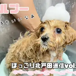 【 ほっこり北戸田通信Vol.25 】シャンプータイムに直撃！