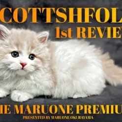 【 スコティッシュフォールド 】解説不要？！顔面偏差値プレミアム級の可愛さ！