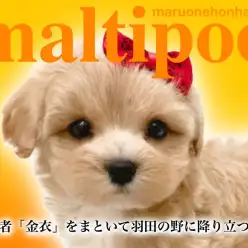 【 MIX マルプー 】超濃厚アプリコットカラーをまとった美少女の特徴をご紹介！