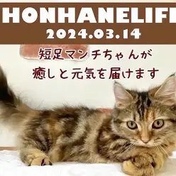 【 マンチカン成長ログ 】短足マンチちゃんが今日も癒しと元気をお届けします！