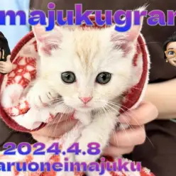 【 イマジュクグラム 】超人懐っこいクリームカラーの短足マンチカンの男の子！